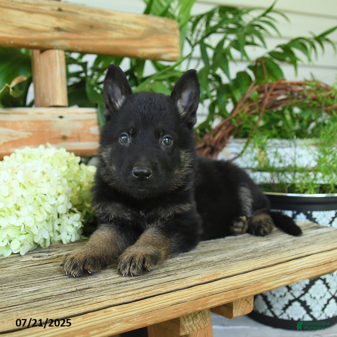 German Shepherd dogs for sale: Midnight - Image 3