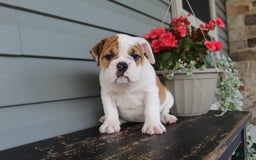English Bulldog dogs for sale: Raspberry - Image 10