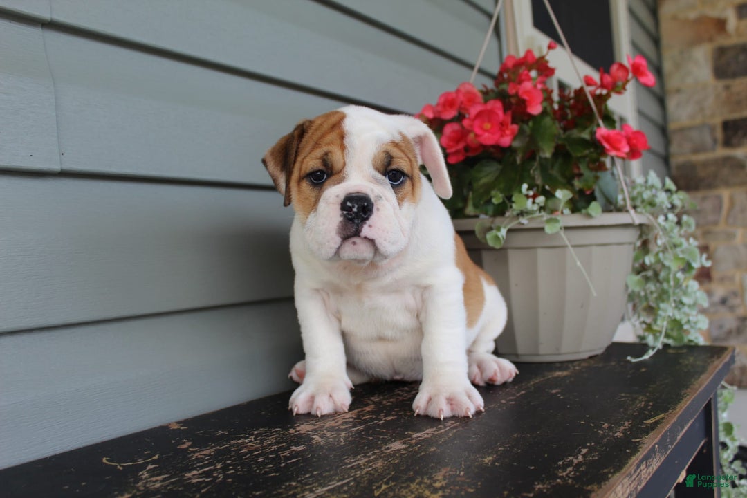English Bulldog dogs for sale: Raspberry - Image 10
