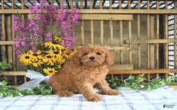 Cavapoo dogs for sale: Freya - Image 5
