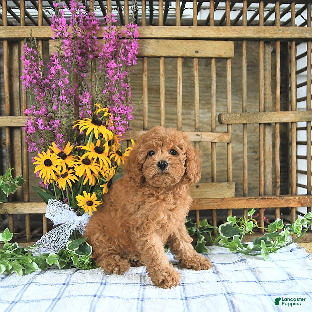 Cavapoo dogs for sale: Freya - Image 5