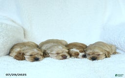 Cocker Spaniel dogs for sale: Sophie - Image 5
