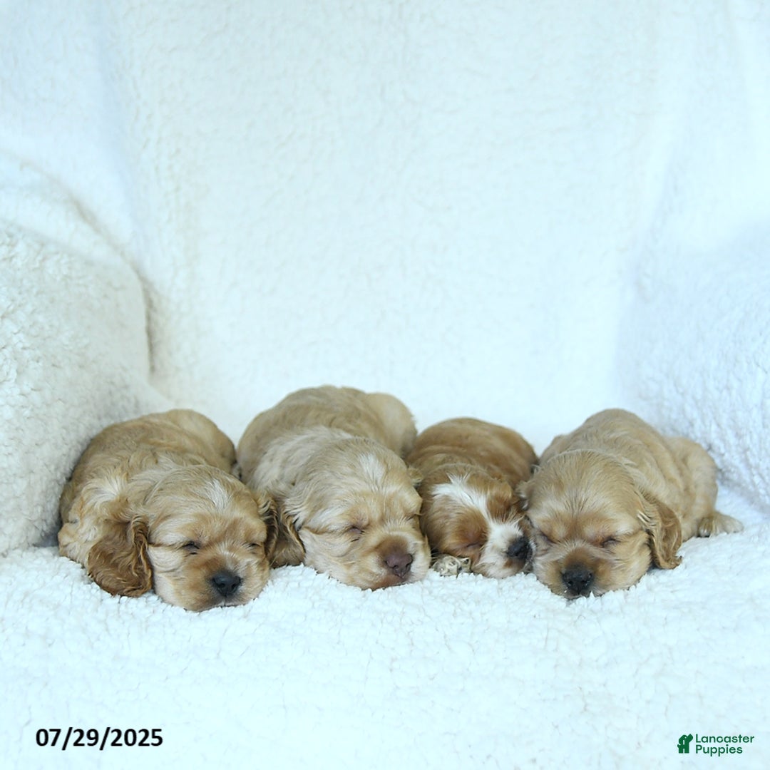 Cocker Spaniel dogs for sale: Sophie - Image 5