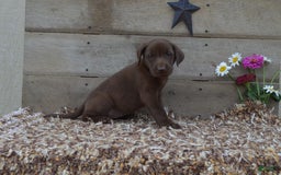 Labrador Retriever dogs for sale: Brenda - Image 1