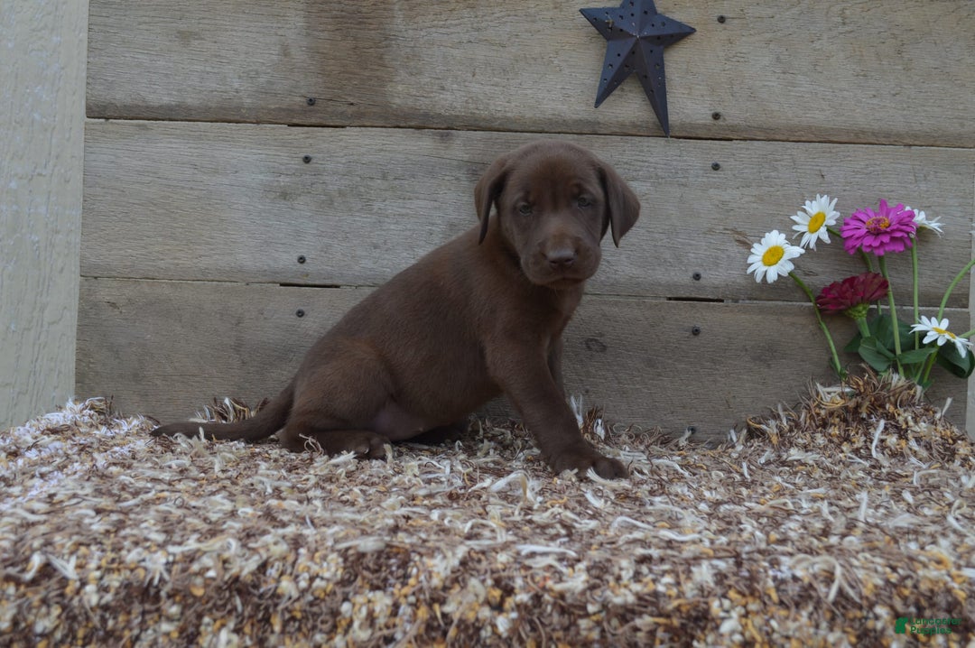 Labrador Retriever dogs for sale: Brenda - Image 1