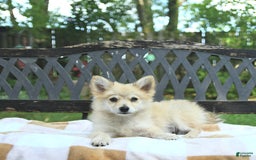 Pomeranian dogs for sale: Cuddles - Image 9