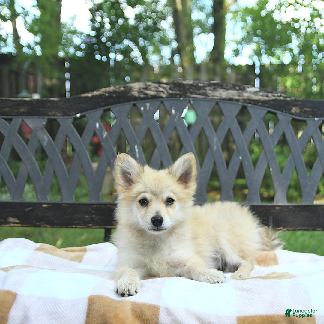 Pomeranian dogs for sale: Cuddles - Image 9