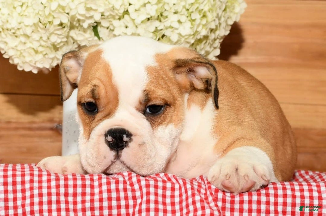 Beabull dogs for sale: Chief - Image 9