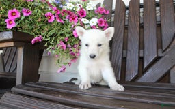 German Shepherd dogs for sale: Joey - Image 7