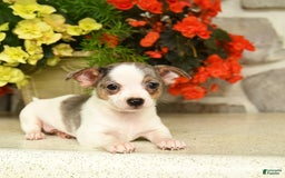 Chihuahua dogs for sale: Spot - Image 1