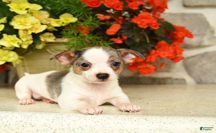 Chihuahua dogs for sale - Ad 3