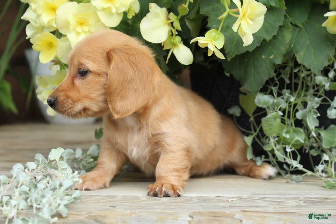 Miniature Dachshund dogs for sale: Miniature Dachshund 4 puppies - Image 4