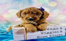 Mini Goldendoodle dogs for sale: Diamond - Image 2