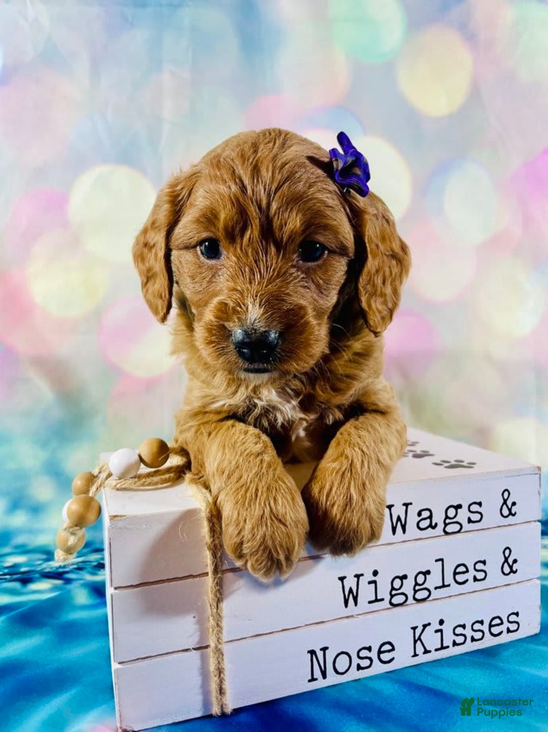 Mini Goldendoodle dogs for sale: Diamond - Image 2