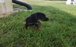 Doberman Pinscher dogs for sale: Russ - Image 4
