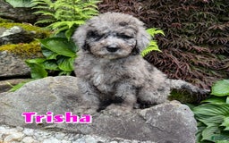 Bernedoodle dogs for sale: Trisha - Image 1