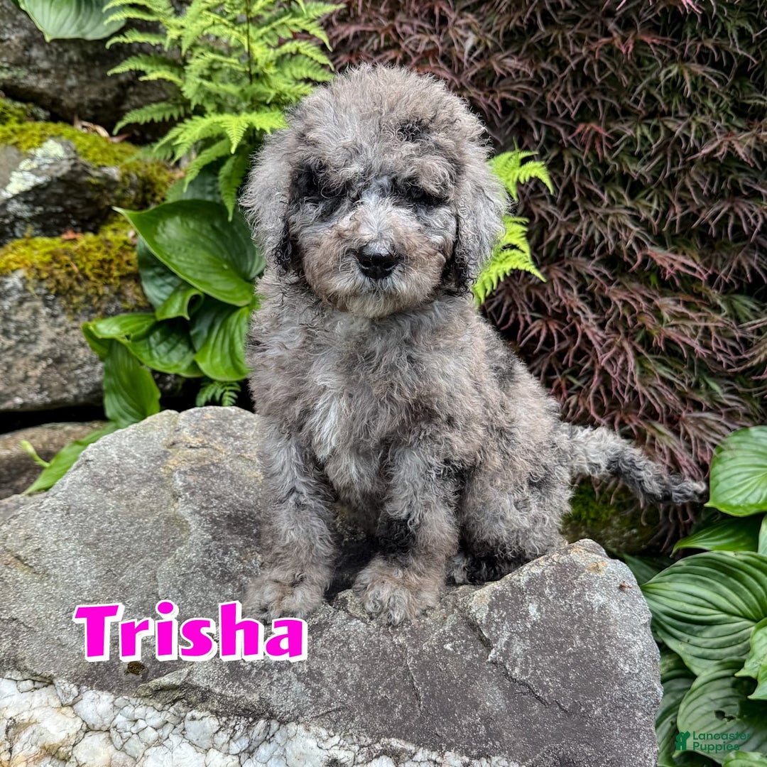Bernedoodle dogs for sale: Trisha - Image 1