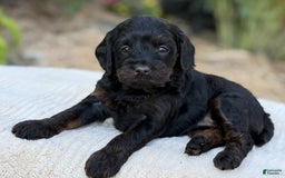 Cavapoo dogs for sale: Luna - Image 17