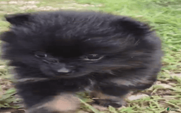 Pomeranian dogs for sale: Onyx - Image 1
