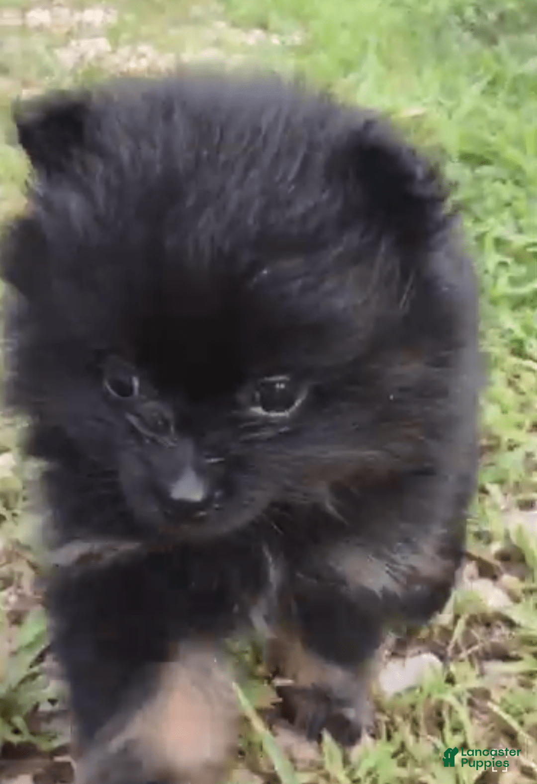 Pomeranian dogs for sale: Onyx - Image 1