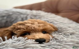 Toy Poodle dogs for sale: Athena - Image 8