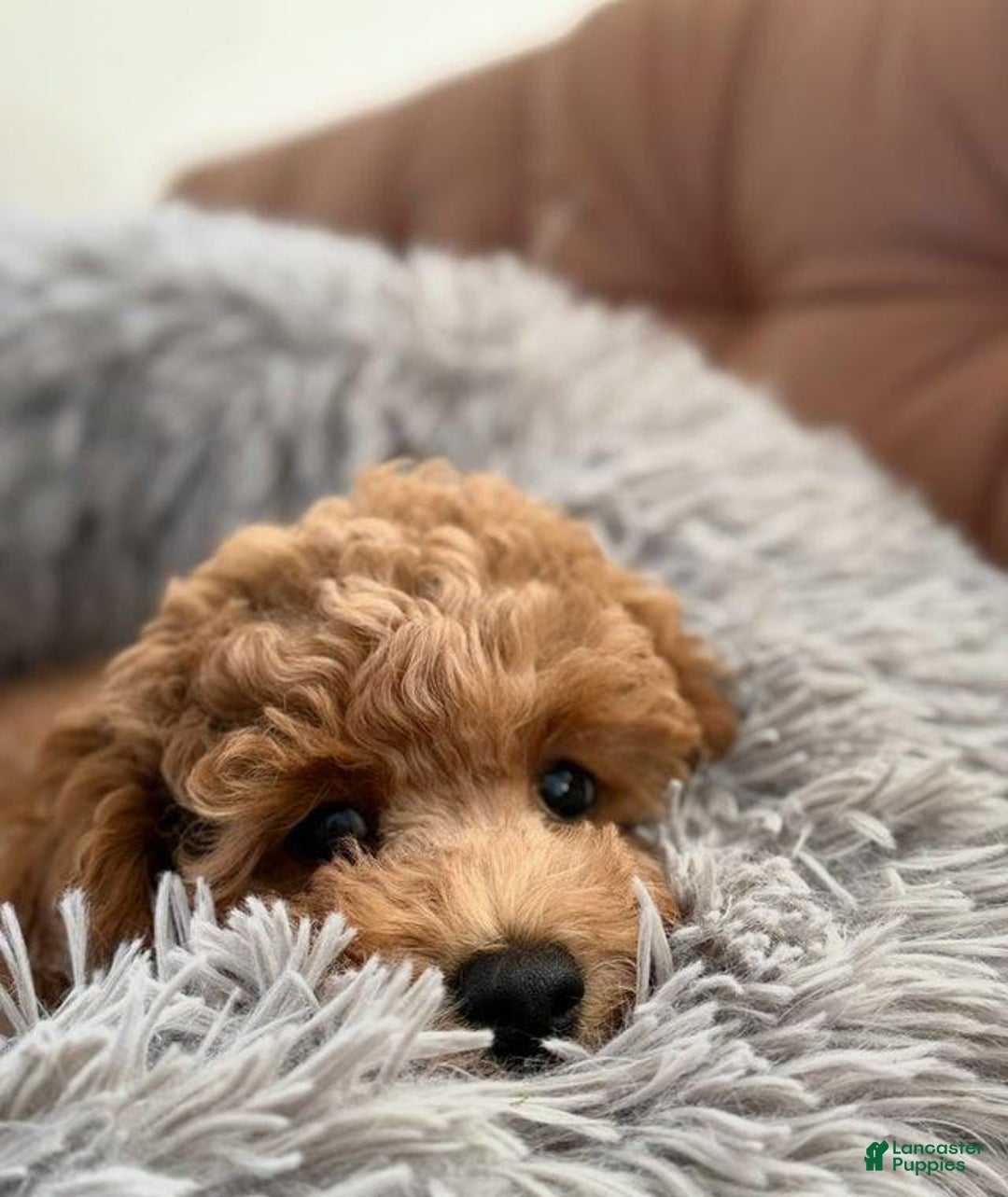 Toy Poodle dogs for sale: Athena - Image 8