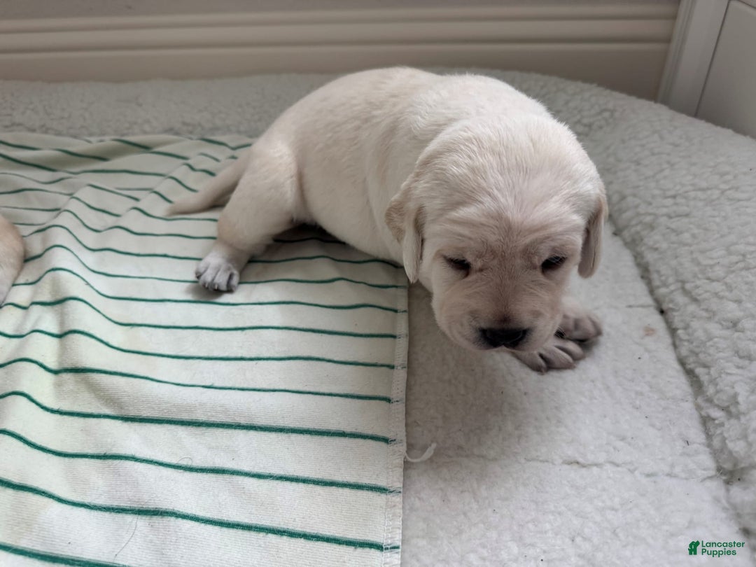 Labrador Retriever dogs for sale: Misty - Image 6