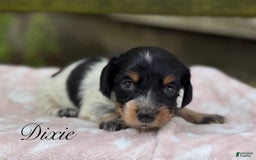 Miniature Dachshund dogs for sale: Dixie - Image 1