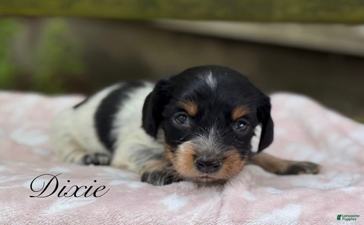Miniature Dachshund dogs for sale - Ad 5