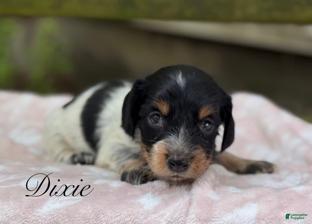 Miniature Dachshund dogs for sale: Dixie - Image 1