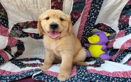 Golden Retriever dogs for sale: Groot the Great - Image 3
