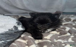 Pomeranian dogs for sale: Manny - Image 1