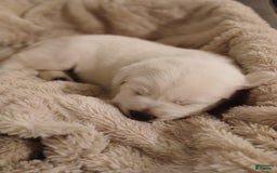 Labrador Retriever dogs for sale: Labrador Retriever 2 puppies - Image 1