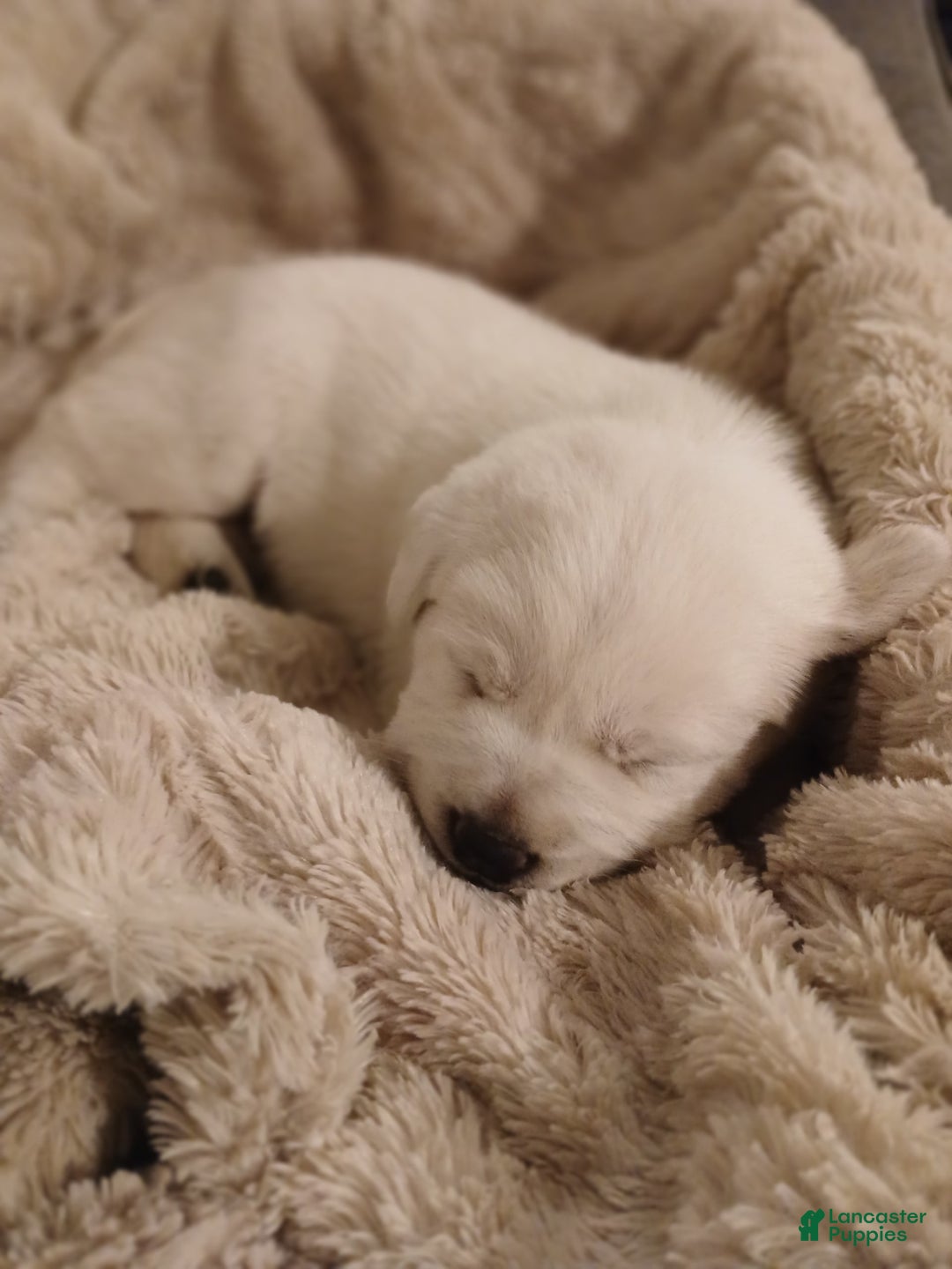 Labrador Retriever dogs for sale: Labrador Retriever 2 puppies - Image 1