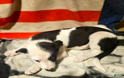 Border Collie dogs for sale: I-dog - Image 5