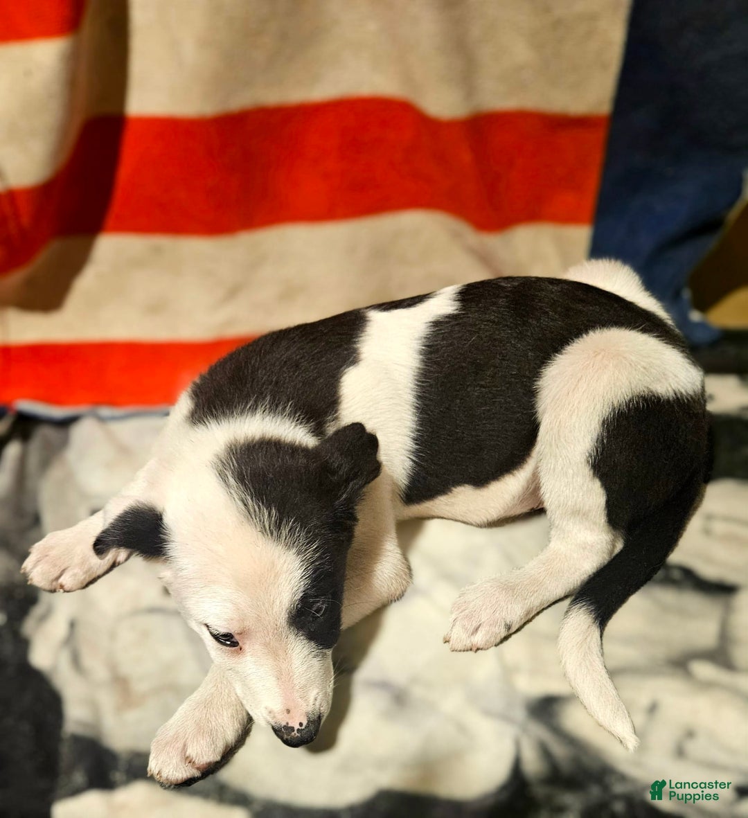 Border Collie dogs for sale: I-dog - Image 5