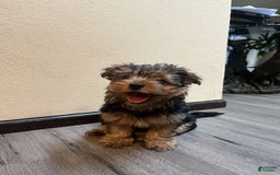 Yorkshire Terrier dogs for sale: Yorkshire Terrier 2 puppies - Image 1