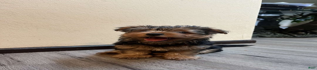 Milo