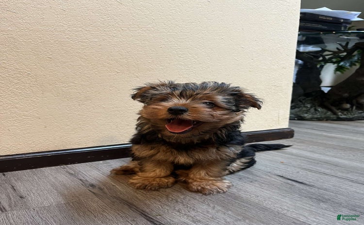 Yorkshire Terrier dogs for sale - Ad 1