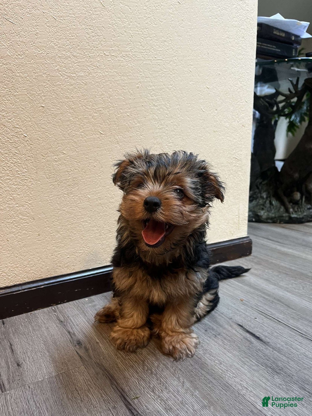 Yorkshire Terrier dogs for sale: Yorkshire Terrier 2 puppies - Image 1