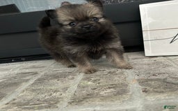 Pomeranian dogs for sale: Capri - Image 5