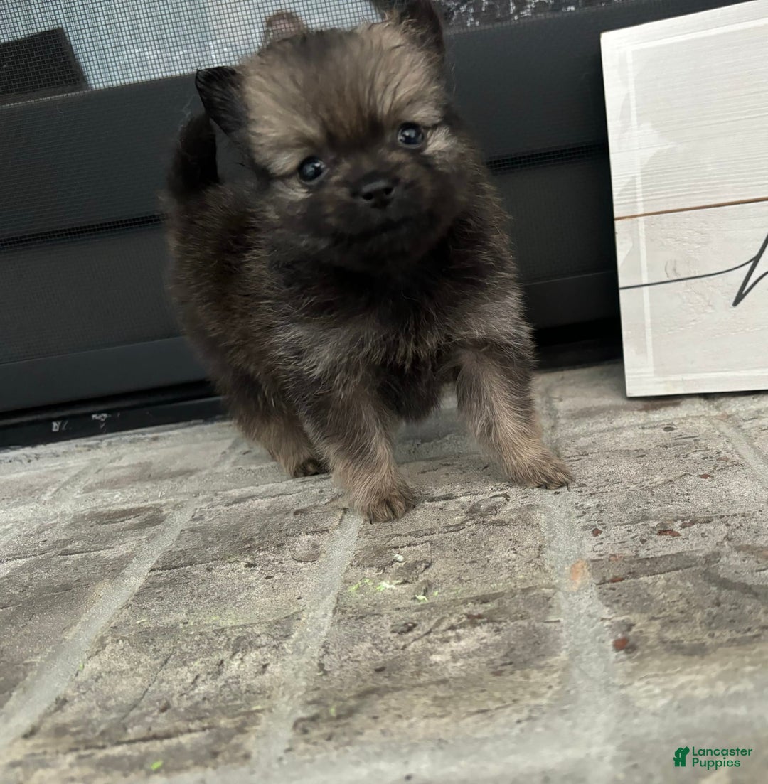 Pomeranian dogs for sale: Capri - Image 5