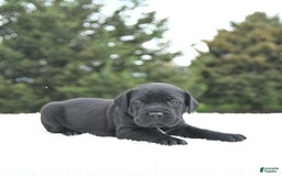 Cane Corso dogs for sale: Cali - Image 1