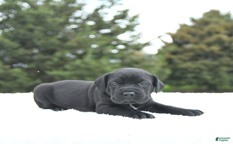 Cane Corso dogs for sale - Ad 1