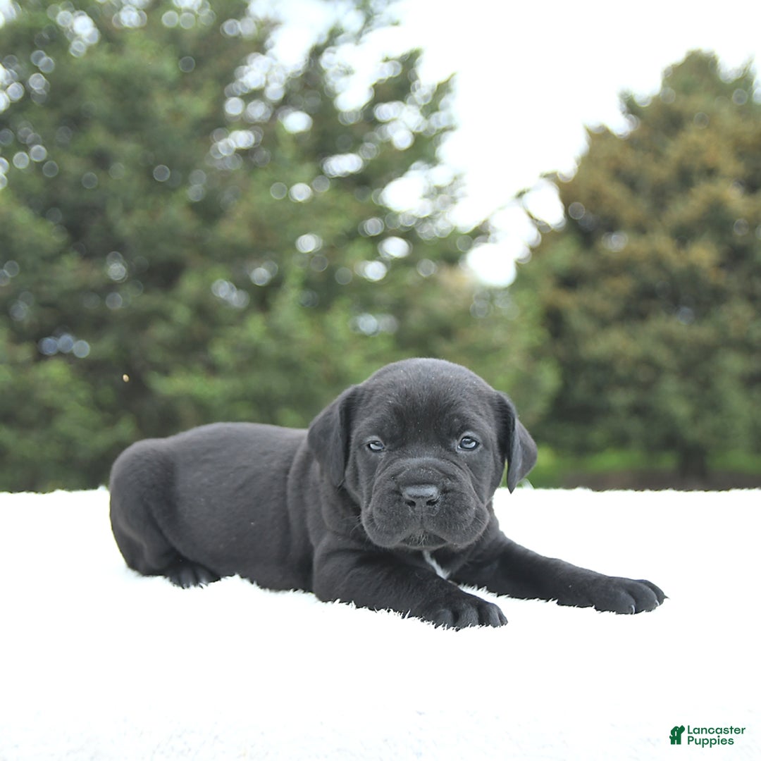 Cane Corso dogs for sale: Cali - Image 1