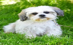 Shih Tzu dogs for sale: Logan - Image 10