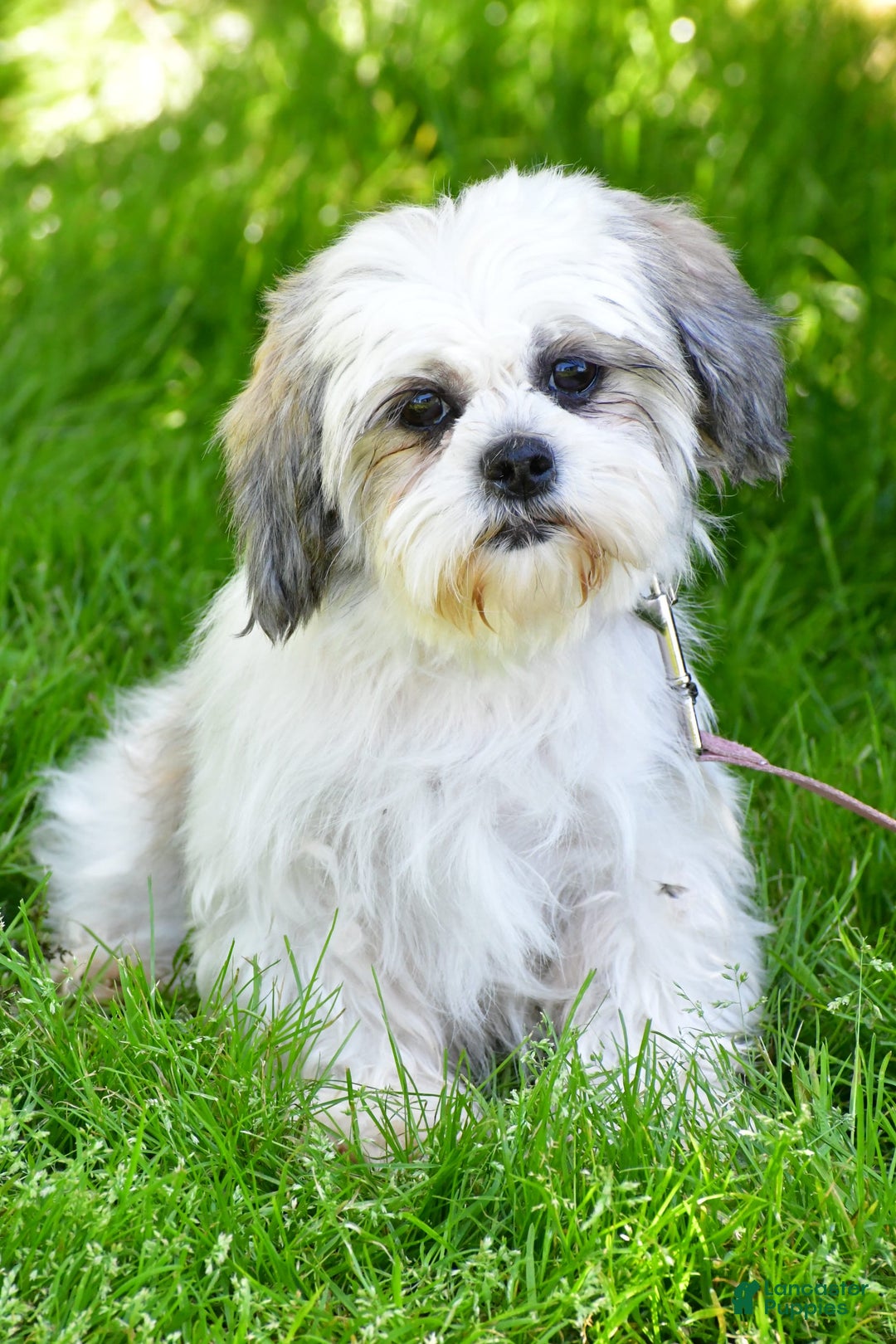 Shih Tzu dogs for sale: Logan - Image 10