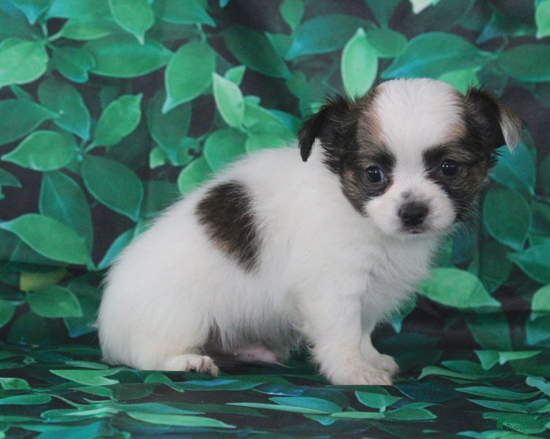 Chihuahua dogs for sale: Skeeter - Image 12
