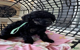 Miniature Poodle dogs for sale: Wolverine - Image 2
