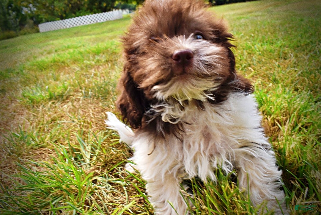 Havapoo dogs for sale: Hero - Image 6